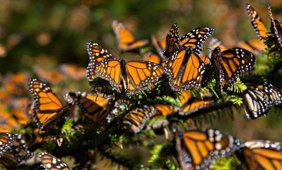 Mariposas monarca posadas en las ramas