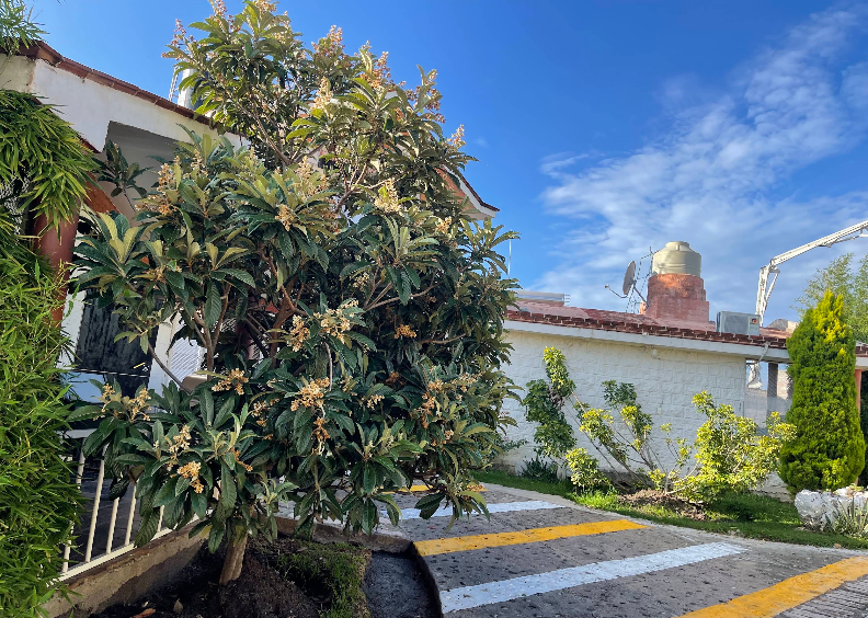 Jardín arbolado de la propiedad